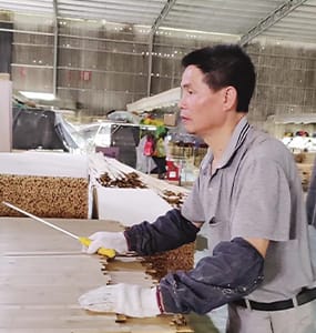 Trabajador de fábrica inspeccionando la superficie de un panel de bambú natural durante el control de calidad