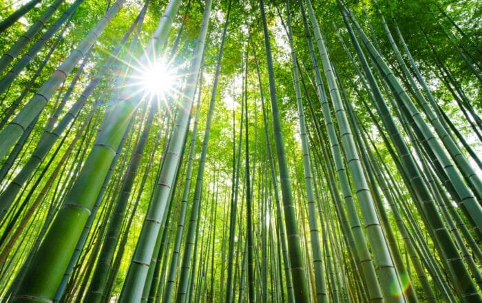 sunshine and bamboo forest