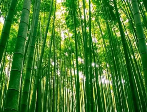 The Truth About Bamboo: How Sustainable Is This “Wonder” Material?