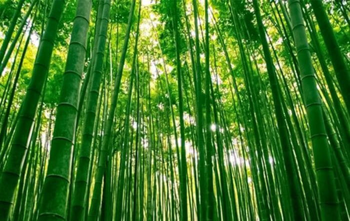 The Truth About Bamboo