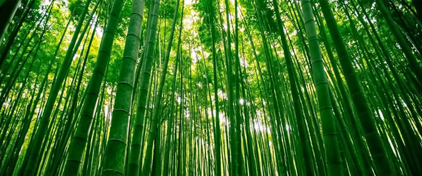 Bamboo Materials The Truth About Bamboo