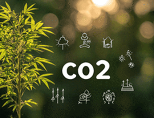 Decarbonizing Our Future: How Bamboo Can Help Fight Climate Change