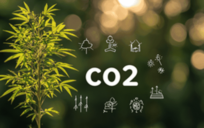 Bamboo Can Help Fight Climate Change
