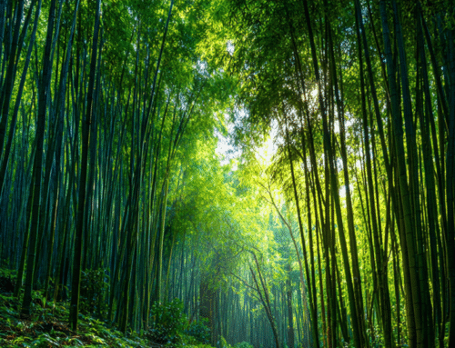 Harnessing Bamboo for Carbon Sequestration: A Powerful Tool Against Climate Change
