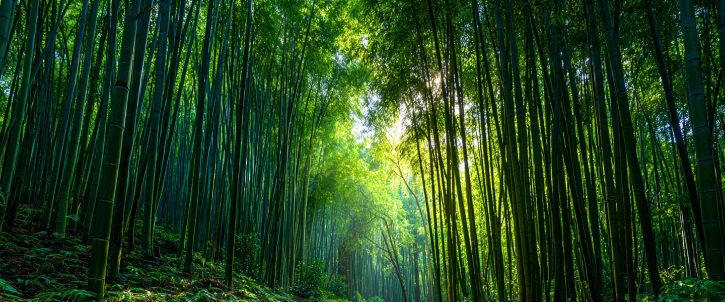 Harnessing Bamboo for Carbon Sequestration: A Powerful Tool Against Climate Change