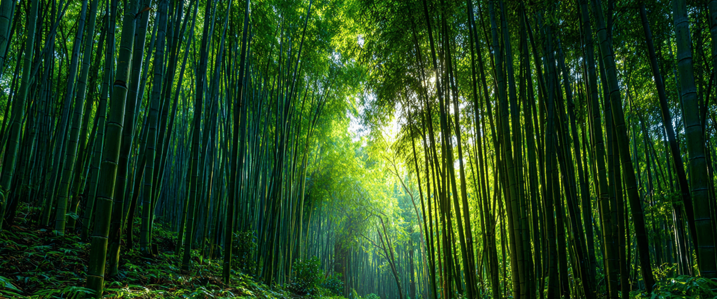 Bamboo Good For Enviorment Harnessing Bamboo for Carbon Sequestration: A Powerful Tool Against Climate Change