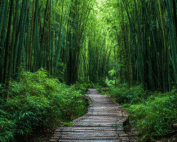 Moso Bamboo: The King of Bamboo and a True Wonder of Nature