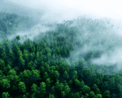 Bamboo’s Versatility Across the Furniture Value Chain Bamboo’s adaptability makes it ideal for many furniture components: Panels and Plywood: Strong, stable bases for cabinets, tables, and shelving. Veneers: Eco-efficient surface upgrades that add aesthetic appeal. Laminated Bamboo Lumber (LBL) and Strand-Woven Board: Perfect for structural parts such as frames and legs with exceptional strength. Molded and Curved Laminates: Innovative seating and decorative elements benefiting from bamboo’s flexibility and workability. Understanding these options allows manufacturers to tailor bamboo use to product requirements and optimize sustainability gains.