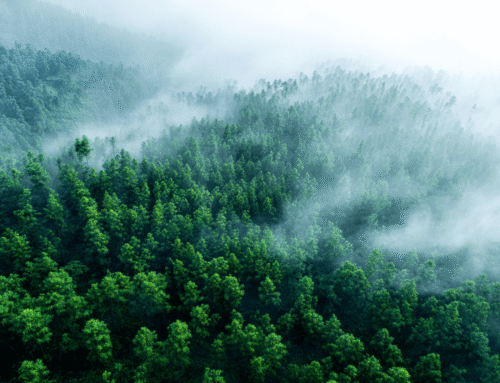 Bamboo in Sustainable Furniture Manufacturing: A Comprehensive Guide to Building a Low-Carbon, High-Performance Supply Chain